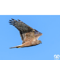 گونه سنقر تالابی شرقی Eastern Marsh Harrier